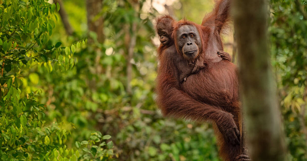 Orangutan (orang-utan) in his natural environment in the rainforest on Borneo (Kalimantan) island with trees and palms behind